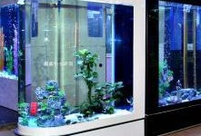 德国鱼缸爆料视频大全,揭秘水族世界精彩瞬间
