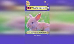 兔子暴力在线观看,揭秘网络暴力背后的黑暗真相