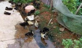 泥娃养殖爆料怎么做视频,打造独特视频内容攻略