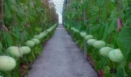免费吃瓜群的入口,畅享娱乐盛宴的秘密入口