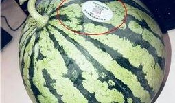 什么酱网红吃瓜,揭秘酱香瓜子的魅力与流行之谜
