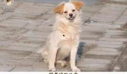 爆料救助流浪动物视频大全