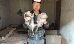 泥娃养殖爆料怎么做视频,打造独特视频内容攻略