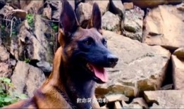 战犬 在线观看,忠诚守护，生死较量