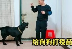 爆料救助流浪动物视频大全