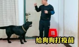 爆料救助流浪动物视频大全